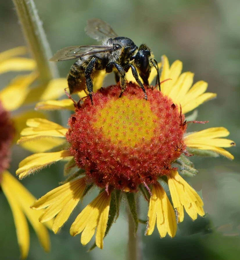 Blanketflower Seeds - Red Dome Gaillardia - Native Wildflower for Pollinators - Non-GMO, 200 Seeds