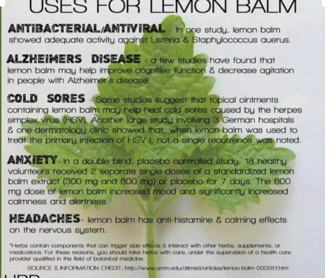 Organic Lemon Balm Seeds - Melissa officinalis - Natural Mosquito Repellent - Non-GMO, Open Pollinated, Herb Seeds