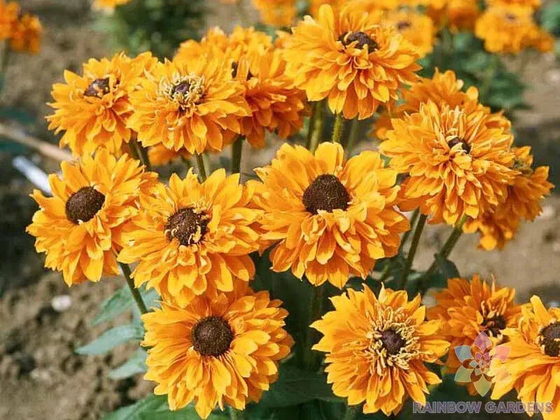 Goldilocks Rudbeckia Seeds - 200+ Count Black-eyed Susan - USA Grown