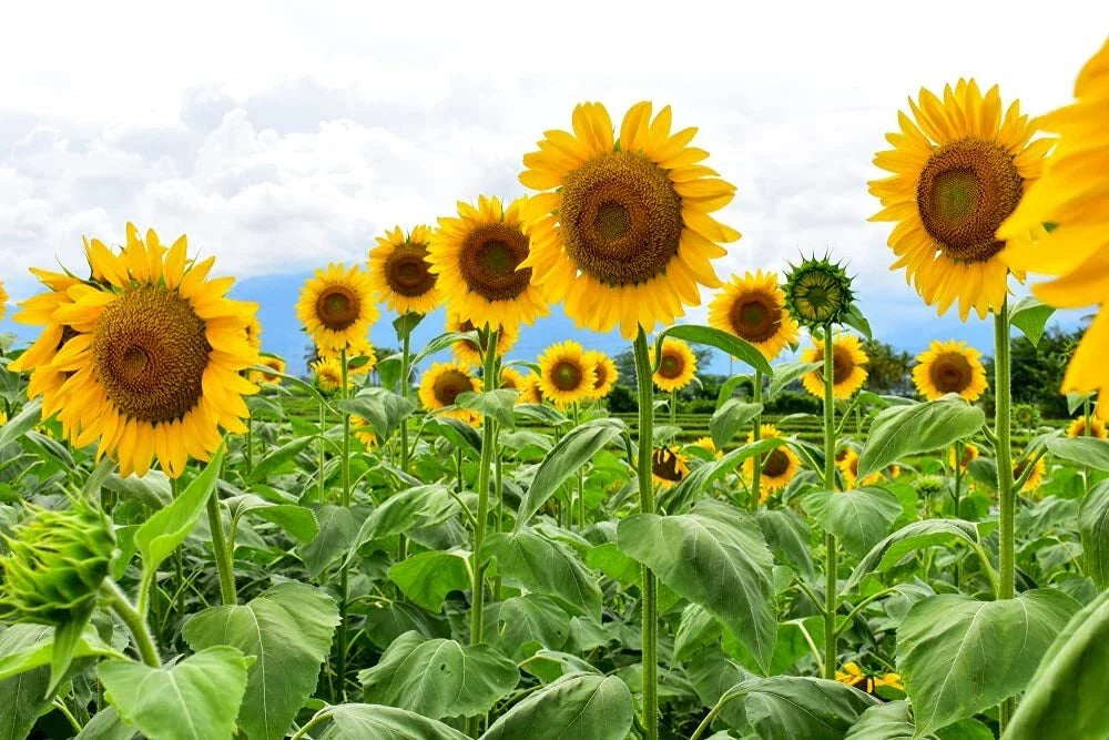 Mammoth Sunflower Seeds - 250+ Helianthus annuus Giant Sunflower Seeds for Planting, Tall, Bright Yellow Flowers
