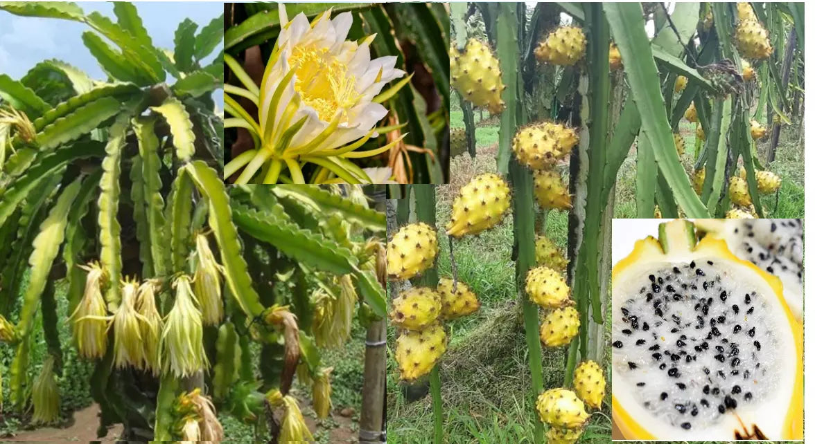 Yellow Dragon Fruit Seeds – 25+ Hylocereus megalanthus, Yellow Pitaya, Tropical Fruit Seeds for Gardening & Growing
