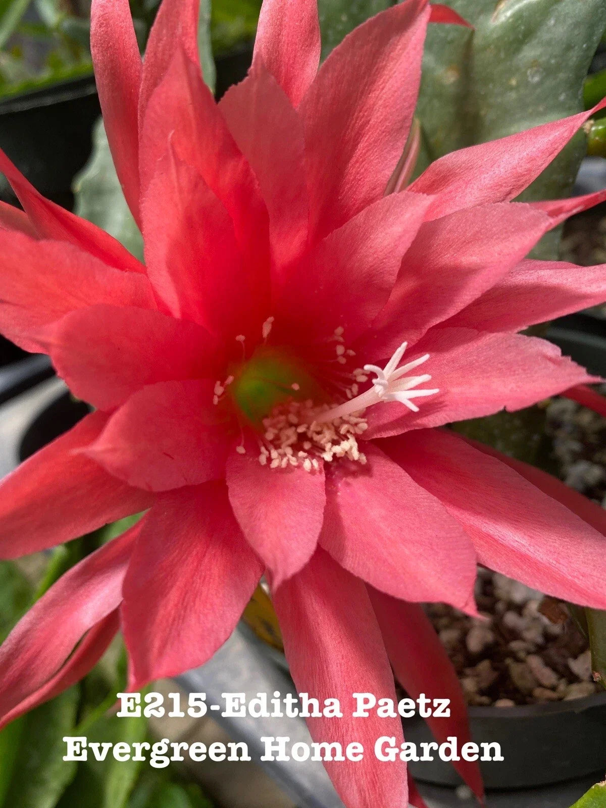 Epiphyllum Orchid Cactus Editha Paetz Rooted Houseplant in 4" Pot, Easy Care Succulent, Indoor Gardening, Epiphyllum hybrid