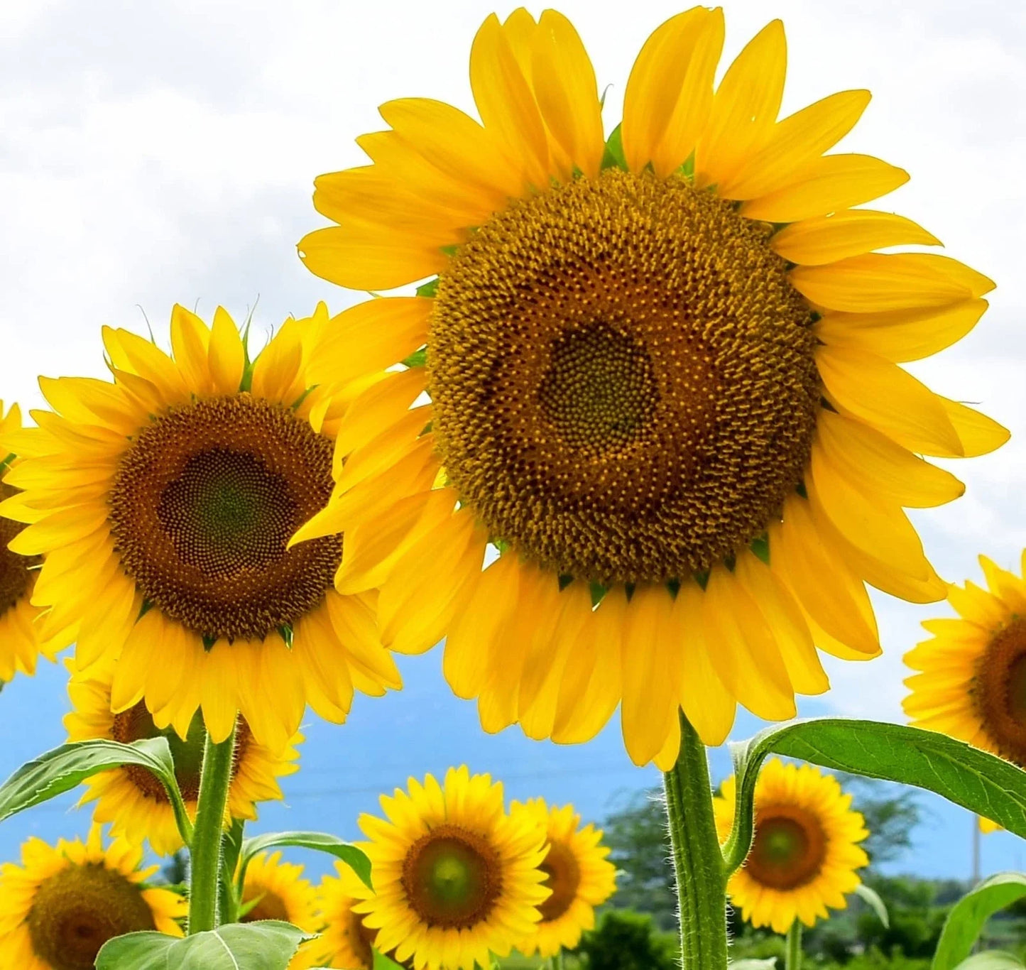 Large Mammoth Grey Stripe Sunflower Seeds – Helianthus annuus – Jumbo Size, Non-GMO, High Yield, Planting Seeds for Gardens