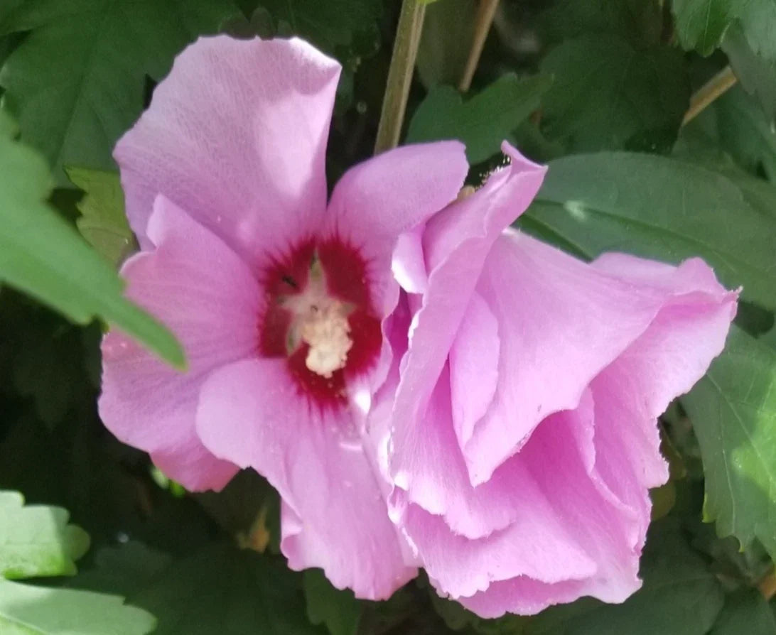 Pink Rose of Sharon Hibiscus Plant – Organic Live Rooted Hibiscus syriacus for Garden or Container