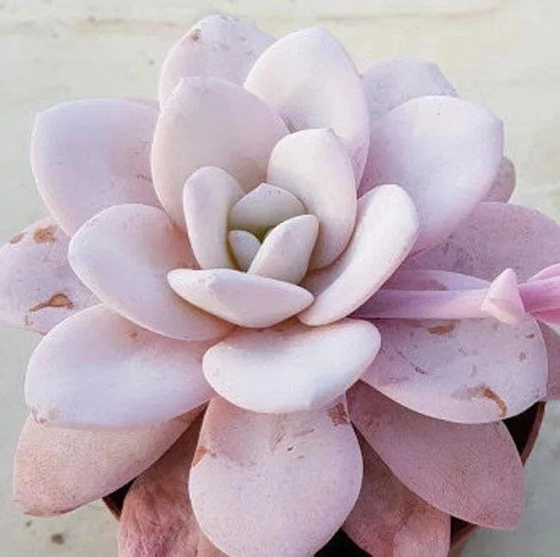 Echeveria Laui Seeds Pack of 100 - Rare Pink Succulent Seeds for Indoor and Outdoor Planting