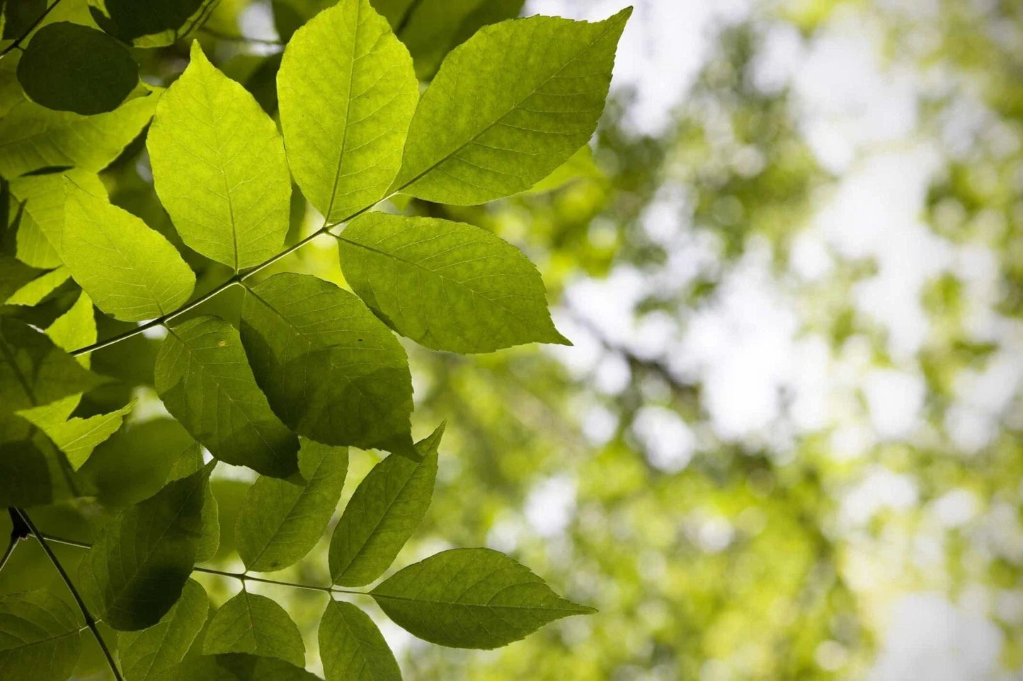 White Ash Tree Seedling - 1-2 ft Potted, Fraxinus americana, Shade, Ornamental, Fast-Growing Landscaping Plant