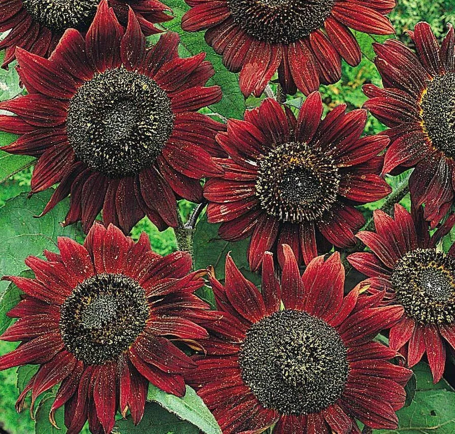 Velvet Queen Sunflower Seeds 50+ Pack | Helianthus annuus Annual Garden Variety