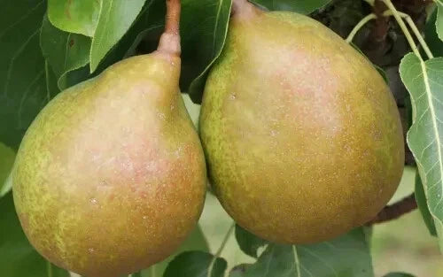 Beurre Superfin Pear Seeds - 25+ Pack, Pyrus communis, Organic, Non-GMO, Fruit Tree Seeds for Home Garden & Orchard
