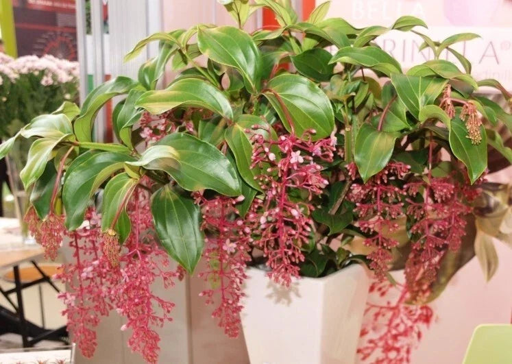 Live Well Rooted Bella Magnifica Medinilla - Rare Exotic Indoor Plant with Pink Flowers