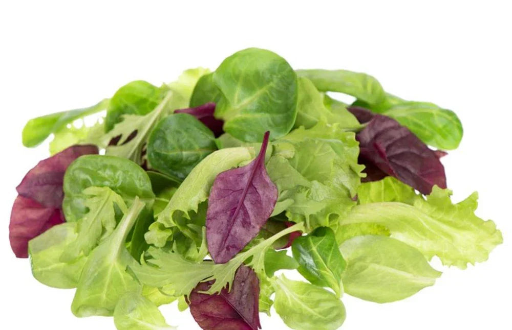 Lettuce Seeds - Mixed Greens Mesclun Mix Heirloom Varieties for Salad Gardens