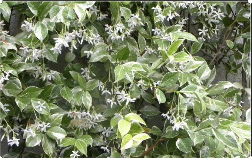 Variegated Confederate Jasmine Plant | Rooted Starter in 4-Inch Pot | Trachelospermum jasminoides | Fragrant White Flowers, Climbing Vine
