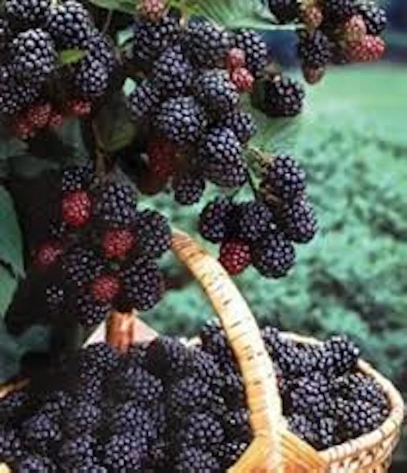 Black Hawk Raspberry Plant 1-2 Year Old Hardy Fruit Shrub Rubus occidentalis Deep Red Berries Cold-Hardy for Home Garden