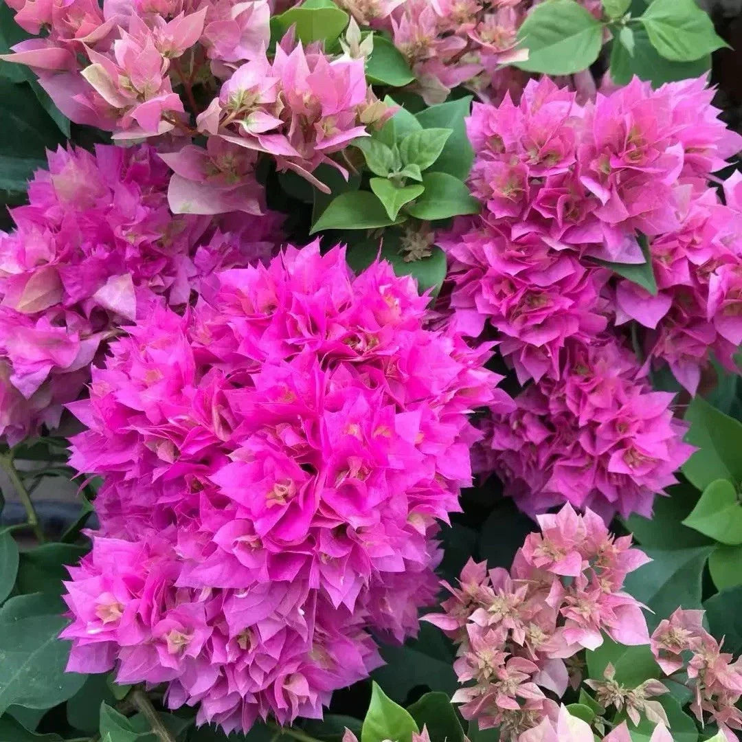 Rare Double Petal Pink Bougainvillea Bonsai Plant, Small 1-2 Year Old, Bougainvillea glabra, Indoor Outdoor Decorative Plant