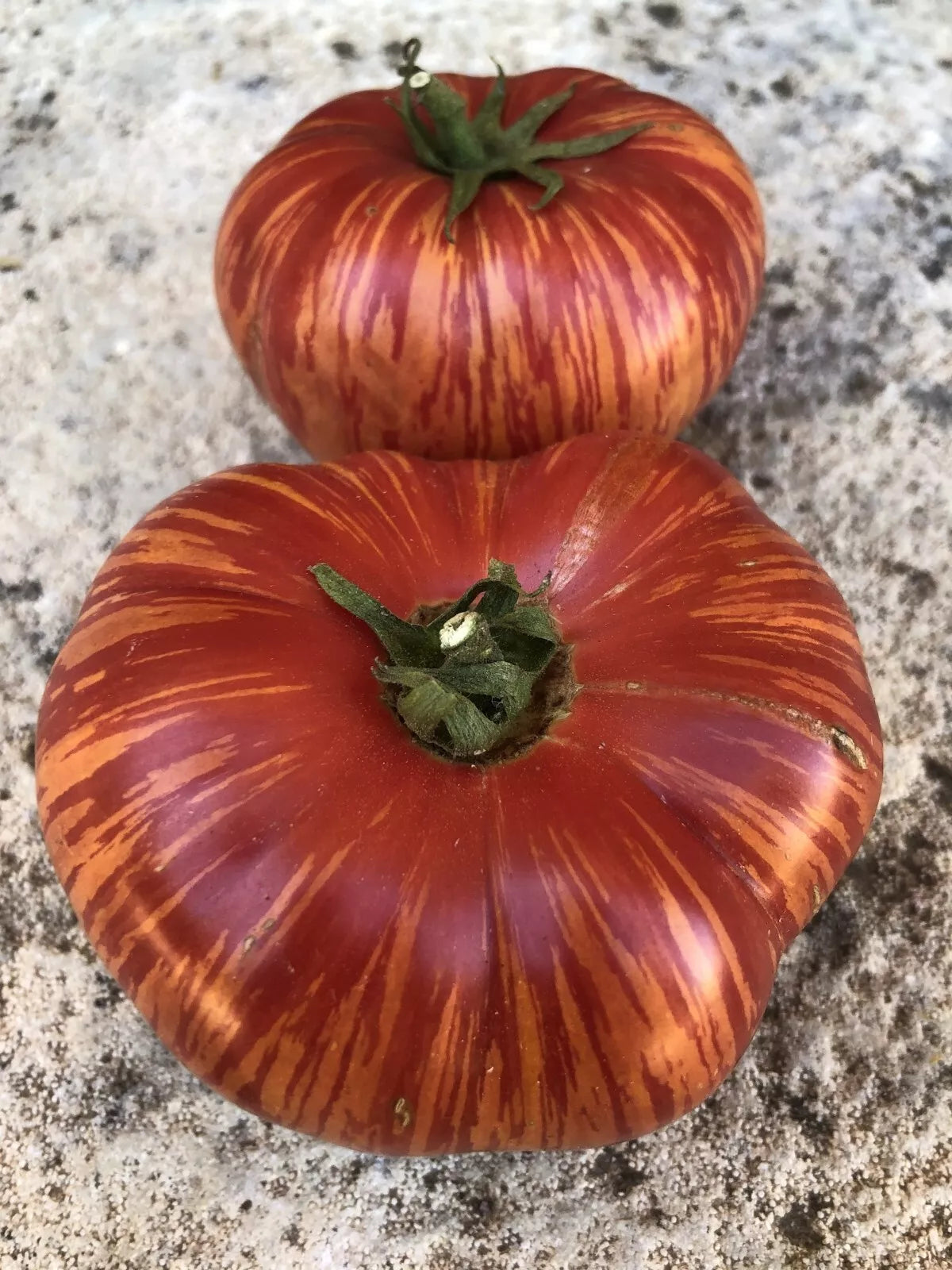 Vintage Wine Tomato Seeds - Rare Heirloom NON-GMO Potato Leaf Variety