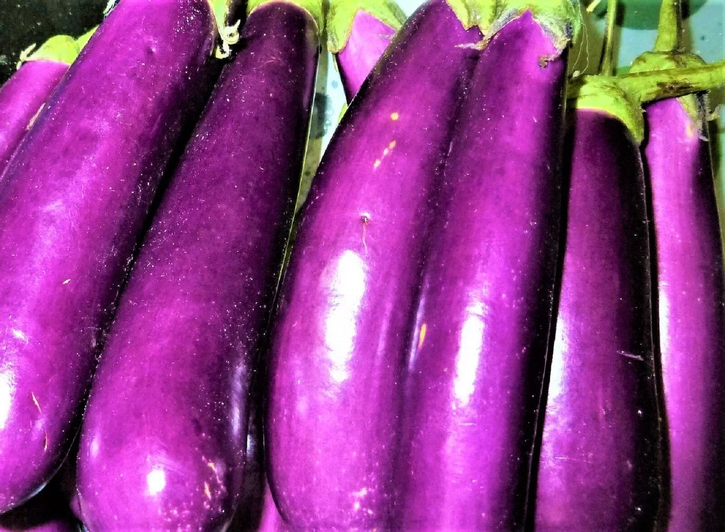 Long Purple Eggplant Seeds - Non-GMO Solanum melongena, 100+ Seeds for Gardening, Vibrant Purple Skin, Easy to Grow