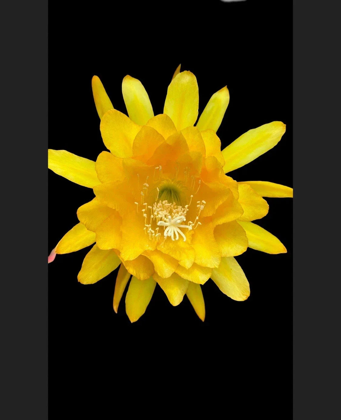 Yellow Tang Rooted Plant - Vibrant Indoor & Outdoor Garden Plant, Easy Care