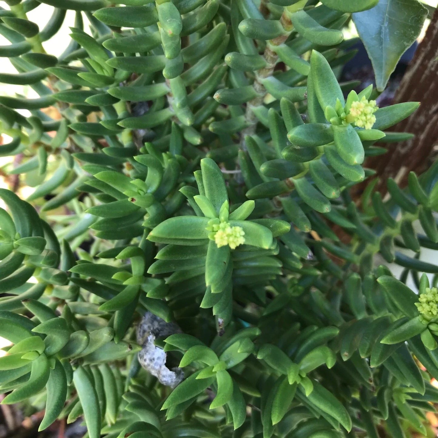 Mini Pine Tree Cuttings - Succulent Bonsai - 4 Pack - Pinus spp. Indoor or Outdoor Decor Plant for Gifts