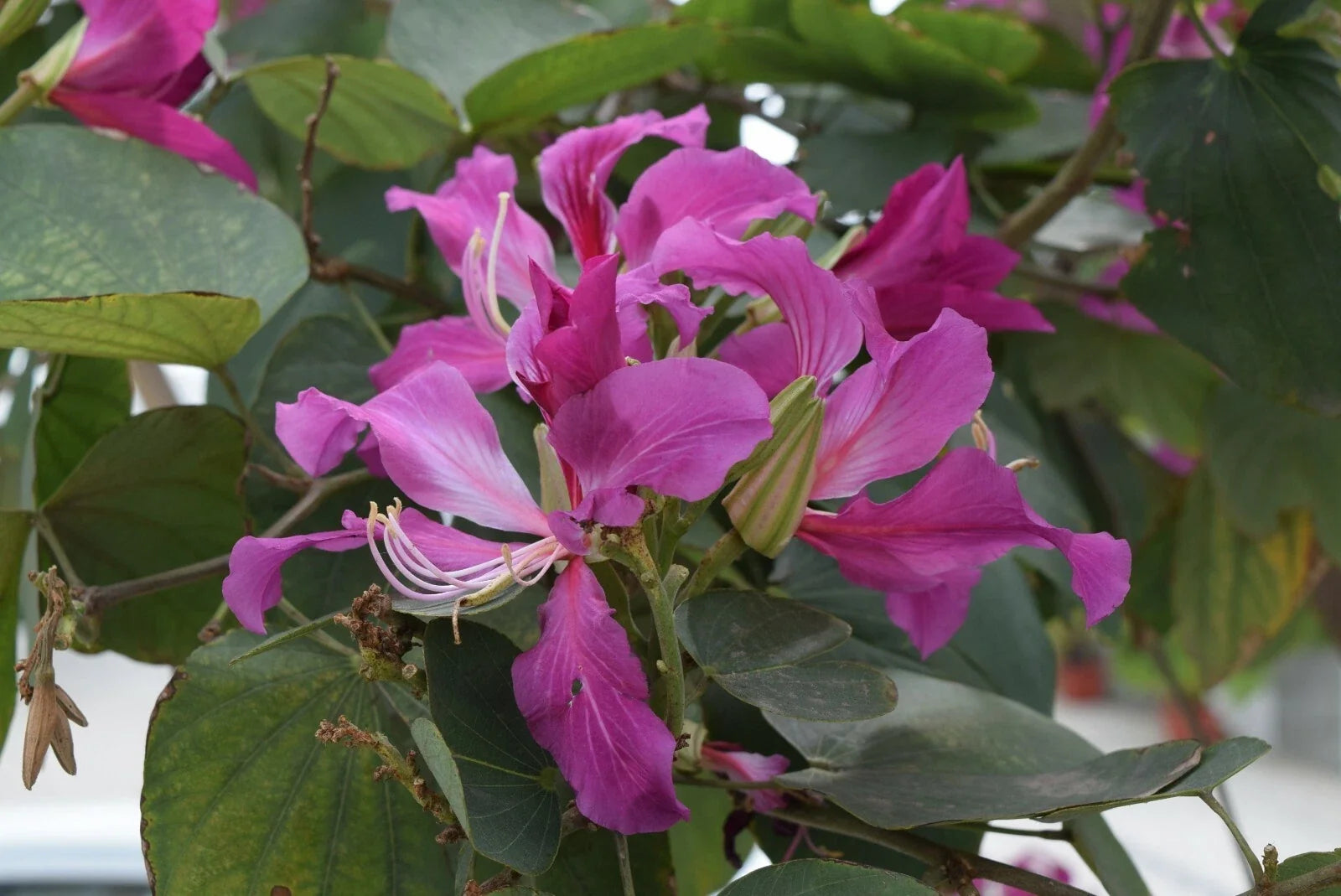 Purple Orchid Butterfly Tree Seeds, Bauhinia purpurea, Tropical Flowering Plant for Garden, Landscape, 10 Pack