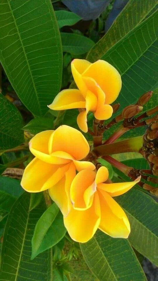 Bright Yellow Plumeria Seeds - Perennial Frangipani Flower Seeds - Tropical Garden, Patio, Container Planting - Plumeria spp.
