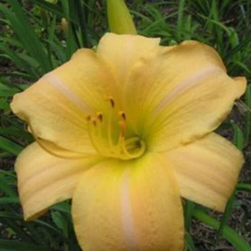 Hemerocallis Daylily 'Eurasia' 1 Fan Bareroot Live Starter Plant – Perennial Flower for Garden, Borders, and Landscaping