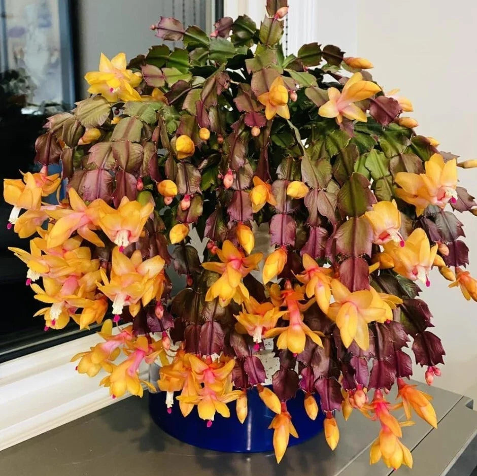 Yellow Christmas Cactus Live Plant - 5-6 Inches Schlumbergera truncata Indoor Holiday Decor Gift Plant