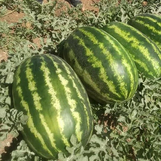 25+ Crimson Sweet Watermelon Seeds - Non-GMO Heirloom Organic Citrullus lanatus