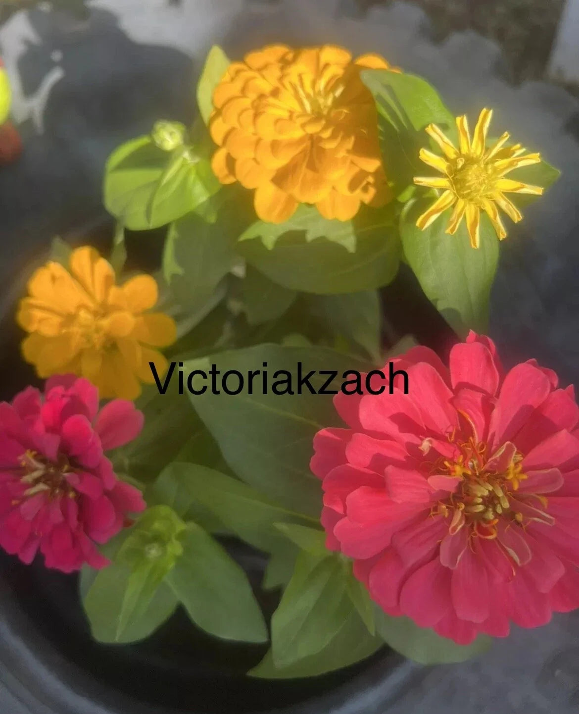 Zinnia Seeds Mix - California Giant Flowers - Vibrant Colorful Blooms for Butterfly Garden - Zinnia elegans - Annual Seeds Pack