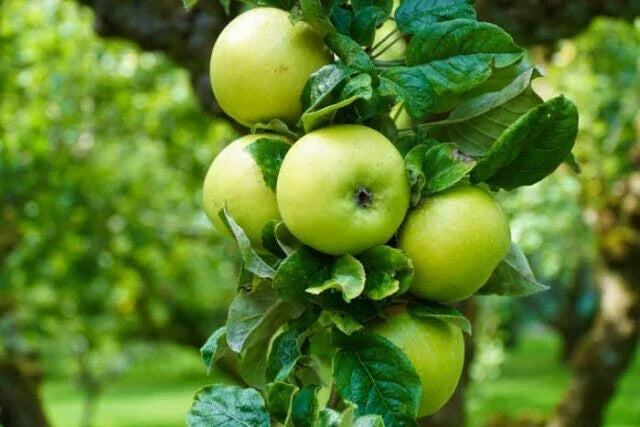 Bare Root Apple Tree 16+ Inches Rhode Island Greening Malus domestica Fruit Tree for Baking