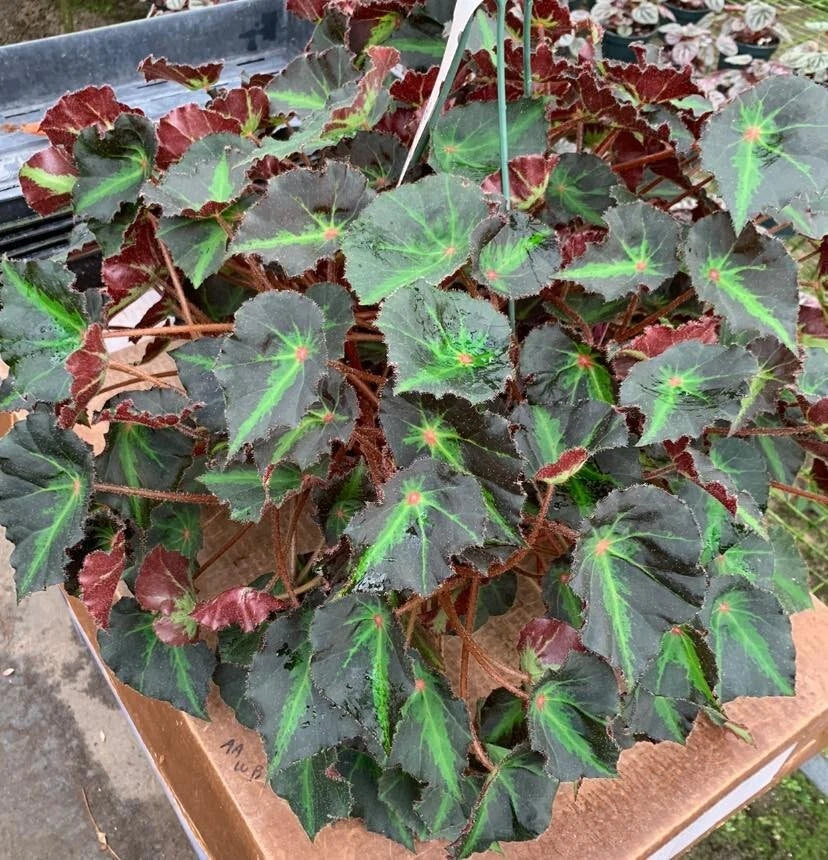 Boyfriend Begonia Plant - Live 2.5" Pot - Compact Indoor Begonia for Terrariums & Fairy Gardens