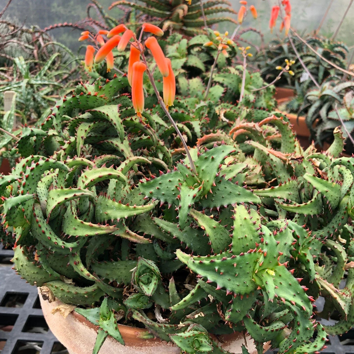 Aloe castilloniae Huntington Clone Potted Succulent - Ex-Mite Free, Full Root System