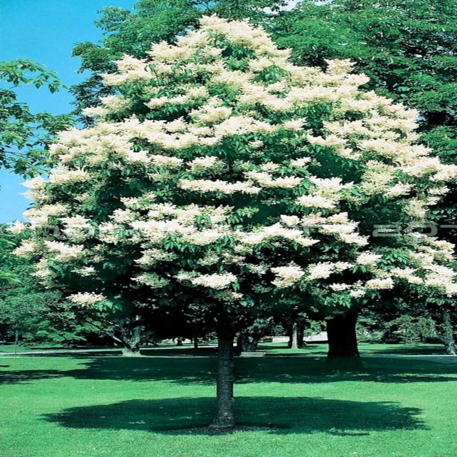 Japanese White Lilac Tree Seeds - Cold Hardy Syringa reticulata for Butterflies & Hummingbirds