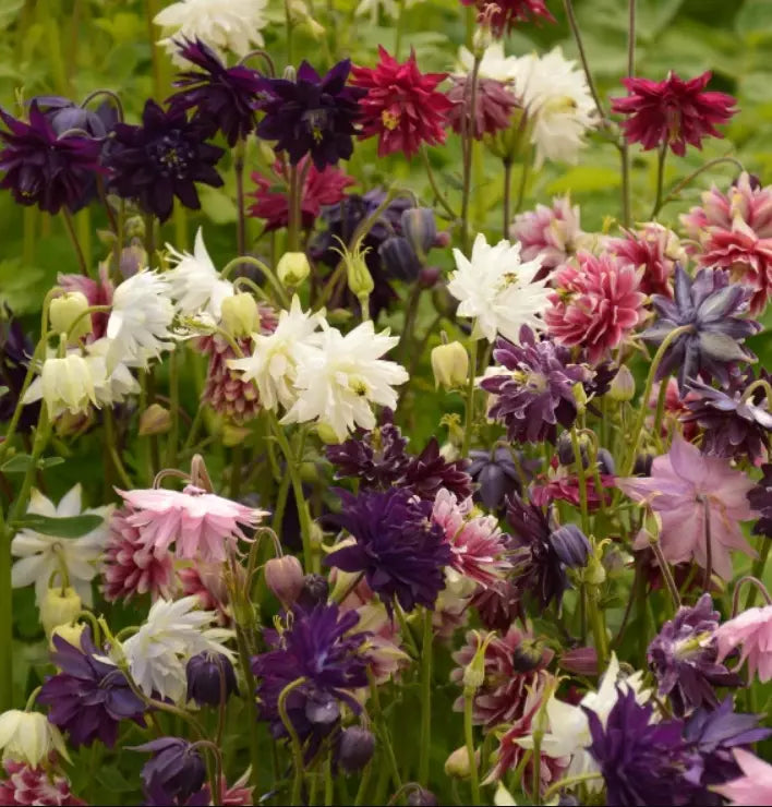 Columbine Seeds Barlow Mix Perennial Double Blooms Non-GMO Aquilegia vulgaris 100 Pack
