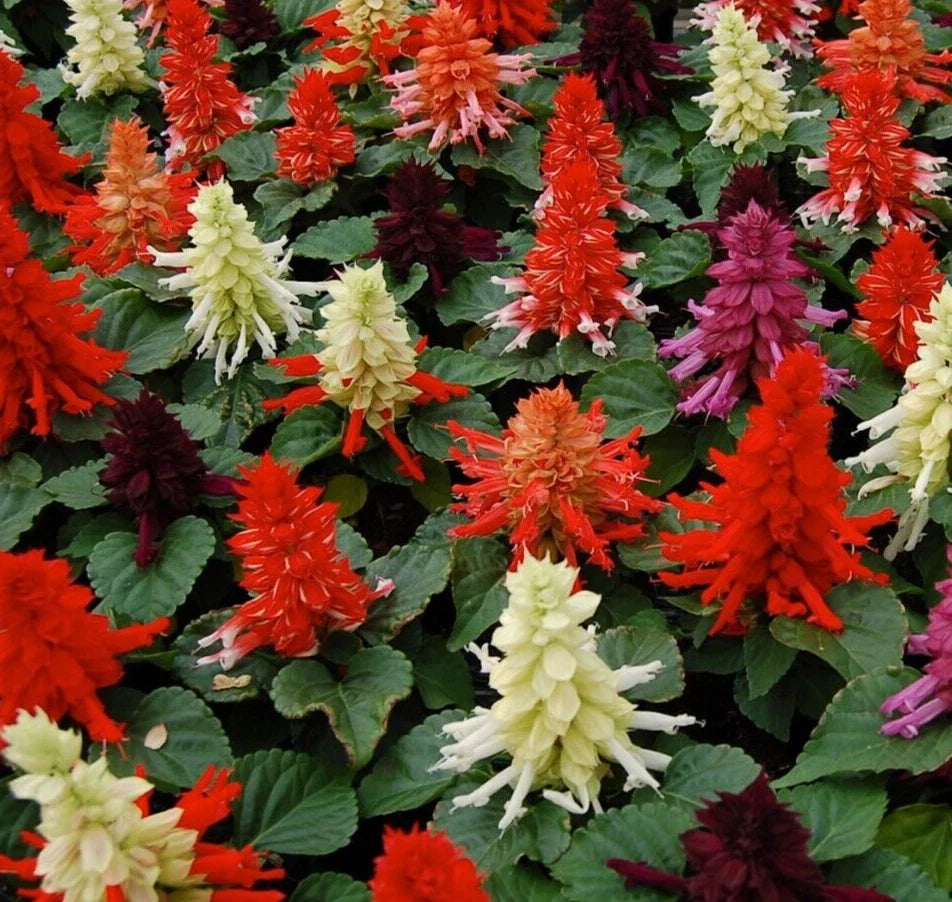 Salvia Seeds - Reddy Mix, 25 Pack, Vibrant Red & Purple Blooms, Salvia splendens, Annual for Borders & Containers