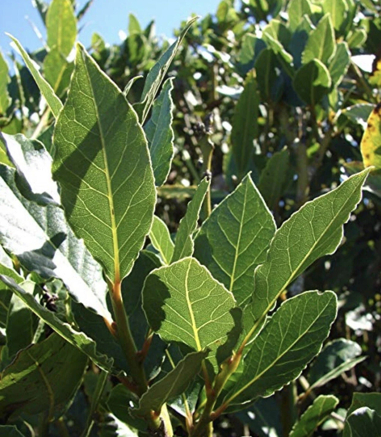 Sweet Laurel Bay Tree Cuttings - 10 Laurus nobilis Propagation Clippings for Garden or Indoor Use