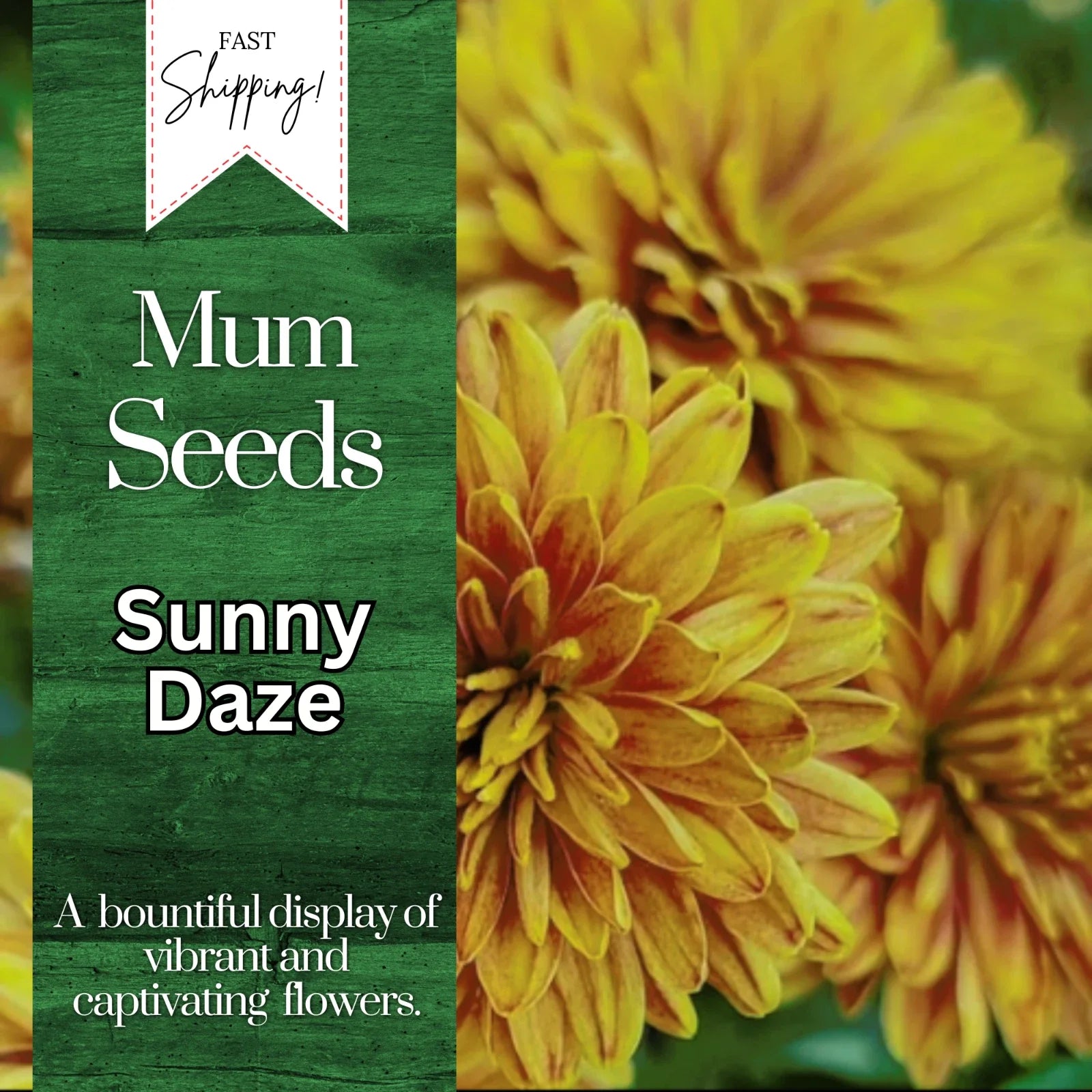 Chrysanthemum Seeds - Sunny Daze Mum - 200 Yellow Flower Seeds - Annual, Easy to Grow, Vibrant Blooms - Chrysanthemum morifolium