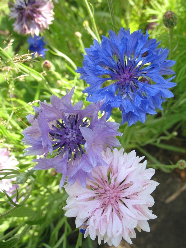 Bachelor's Buttons Seeds Mix - 175 Seeds - Vibrant Blue, Pink & White Flowers - Centaurea cyanus - Wildflower Garden, Border, Container