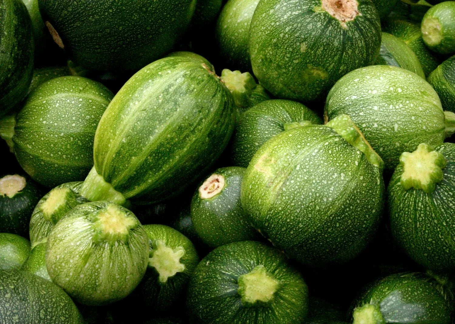 Round Zucchini Seeds – Non-GMO, Cucurbita pepo, 20 Pack for Summer Gardening, Bush-Type, Easy to Grow
