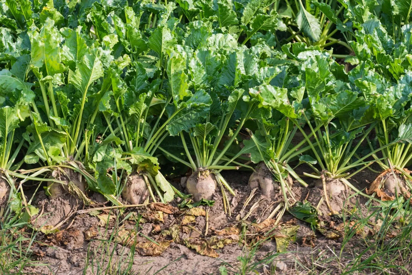 Sugar Beet Seeds - NON-GMO Fodder Beet Beta vulgaris for Livestock Feed & Garden Cultivation