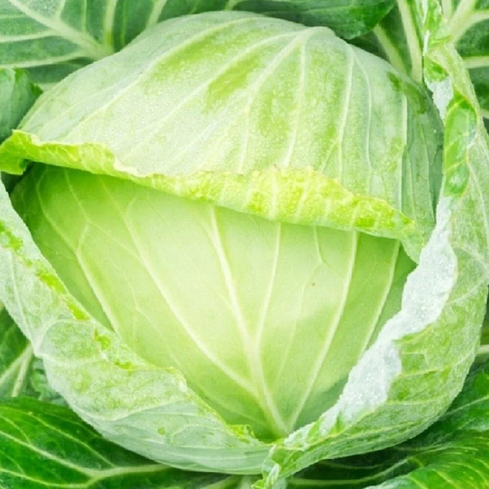Golden Acre Cabbage Seeds | Non-GMO Heirloom Brassica oleracea | Compact Garden Seeds for Fresh Harvest