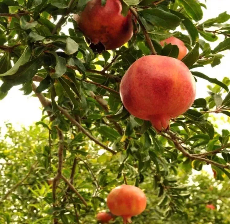 Pomegranate Tree Live Plant - Easy Care Fruit Tree Punica granatum