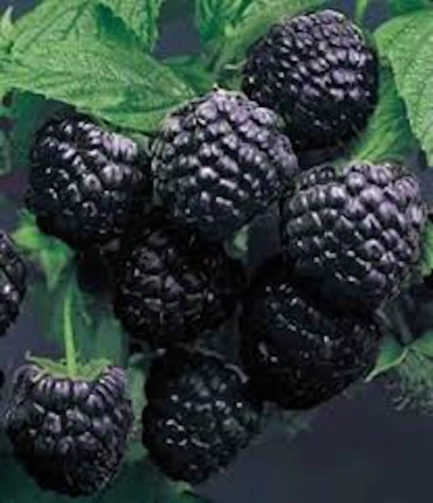 Cumberland Black Raspberry Plant | 1-2 Year Bare Root | Rubus occidentalis | Disease-Resistant Fruit Plant for Home Garden