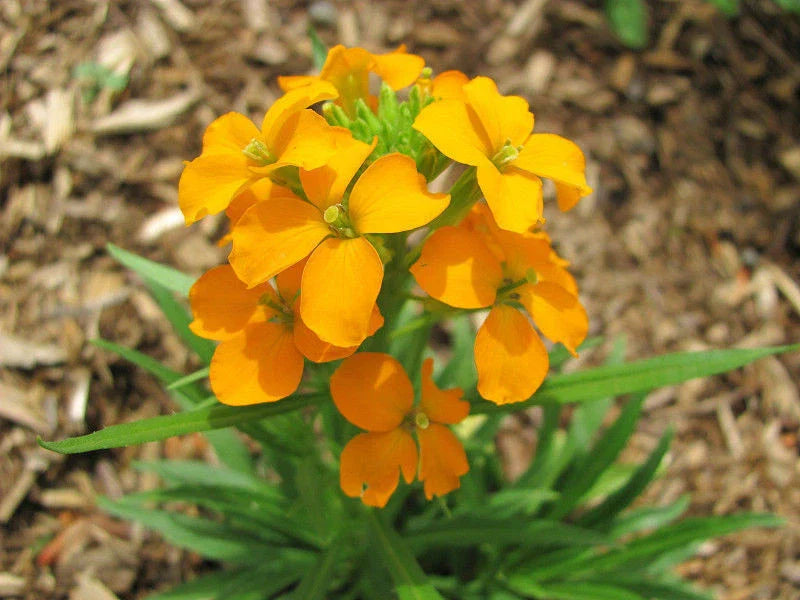 1200 Seeds Wallflower Siberian Fragrant Biennial Erysimum suecicum GroCo USA