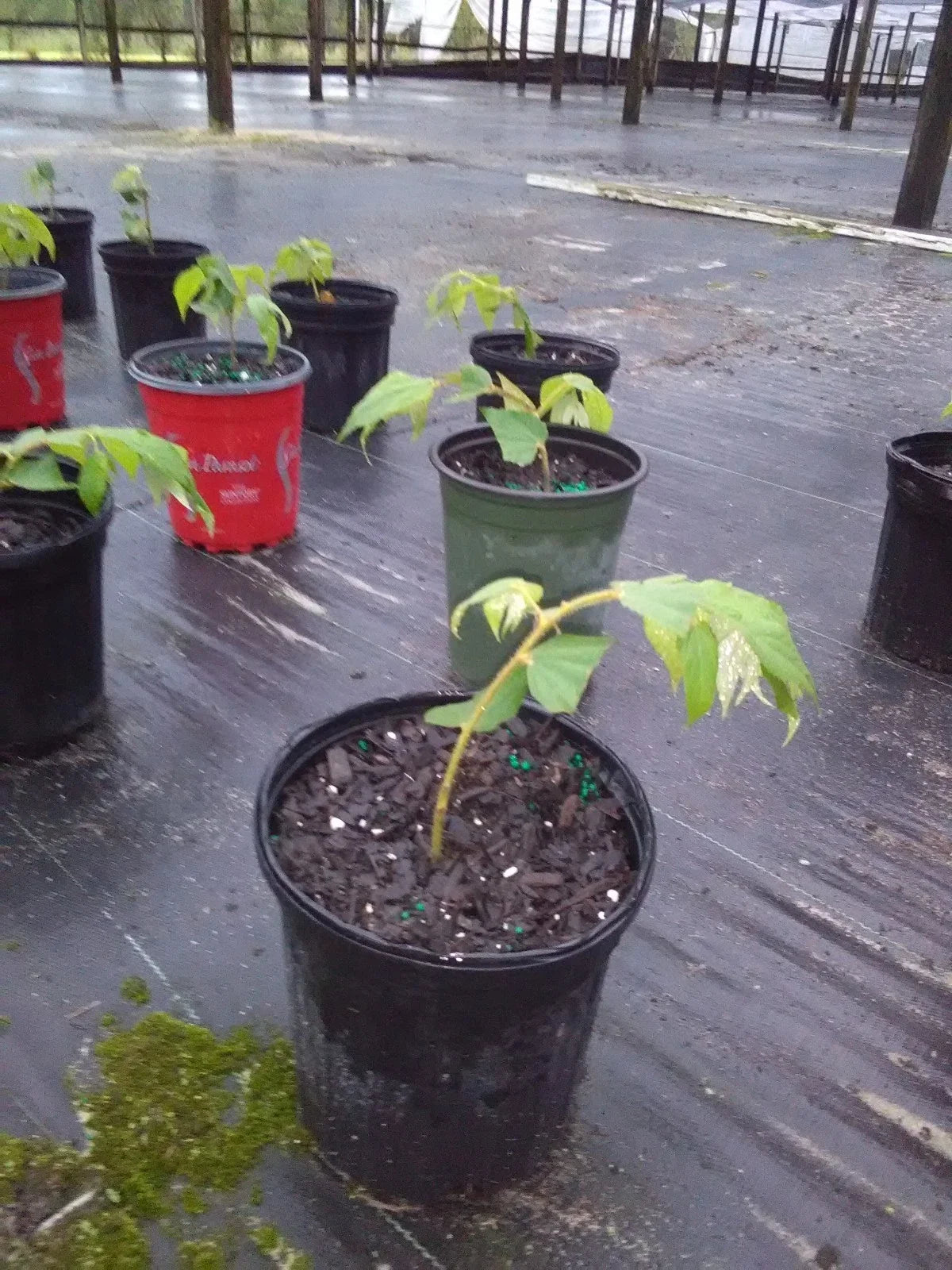 Muntingia Calabura Live Plant 10 Pack – Jamaican Cherry Strawberry Tree – Fast Growing Tropical Fruit Tree – Free Shipping