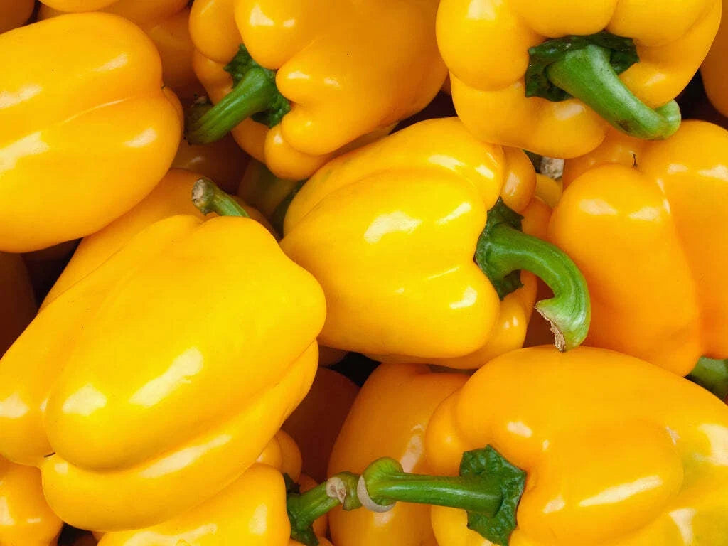 Golden Cal Wonder Bell Pepper Seeds – Pack of 50+ Yellow Sweet Vegetable Seeds – Capsicum annuum for Garden, Pot, or Container Planting