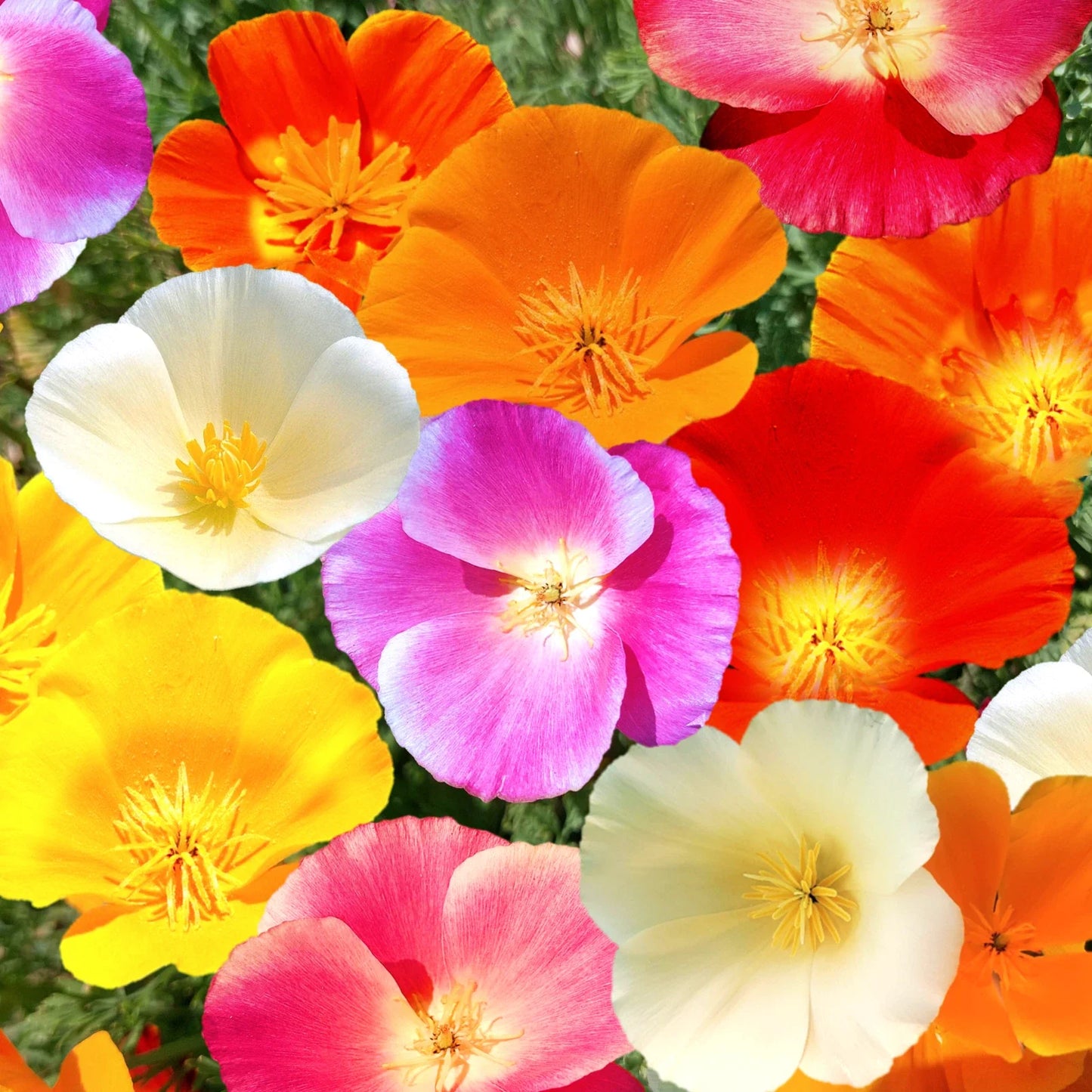 California Poppy Seeds Mix – 7-Color Rainbow Flower Seeds – Eschscholzia californica – Drought-Tolerant Annual for Gardens