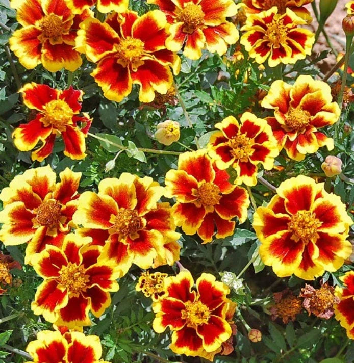 French Marigold Seeds - Dwarf Legion of Honor Variety - Non-GMO 200 Pack - Tagetes patula Annual for Borders & Containers