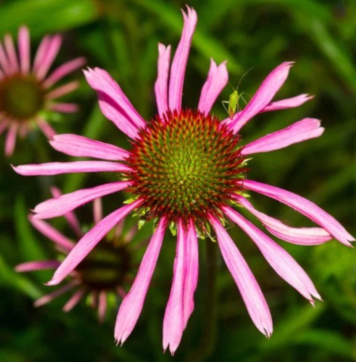 Purple Coneflower Seeds - Non-GMO Echinacea angustifolia for Pollinators - 100 Seeds, Perennial, Full Sun, Easy to Grow