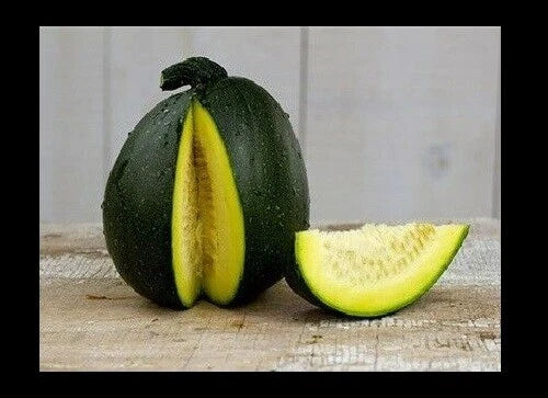 Tatume Summer Squash Seeds - Heirloom Calabash Mexican Zucchini Organic Vegetable Garden Plant