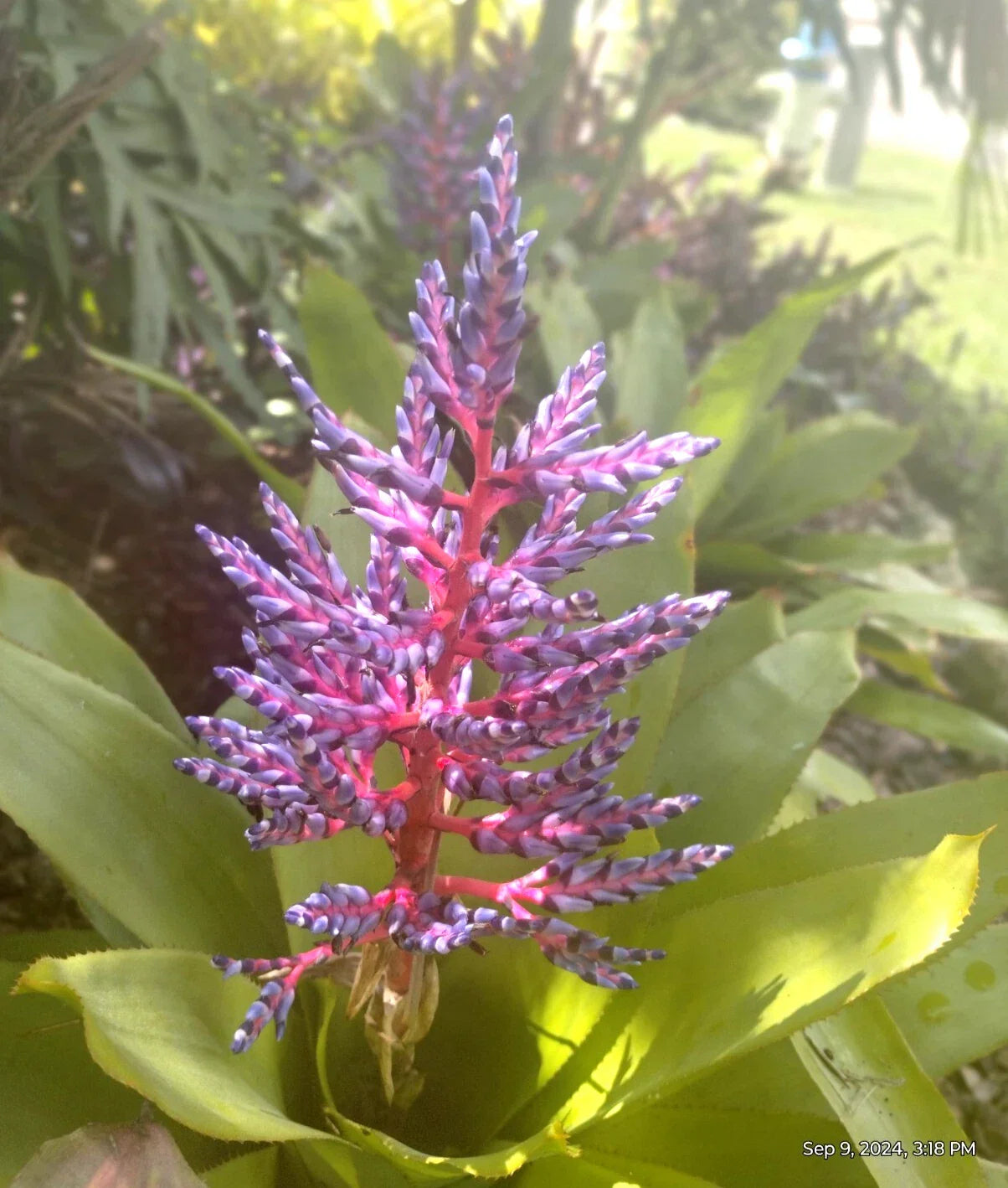 Aechmea Blue Tango Bromeliad Plant Offshoot - Vibrant Tropical Indoor Houseplant