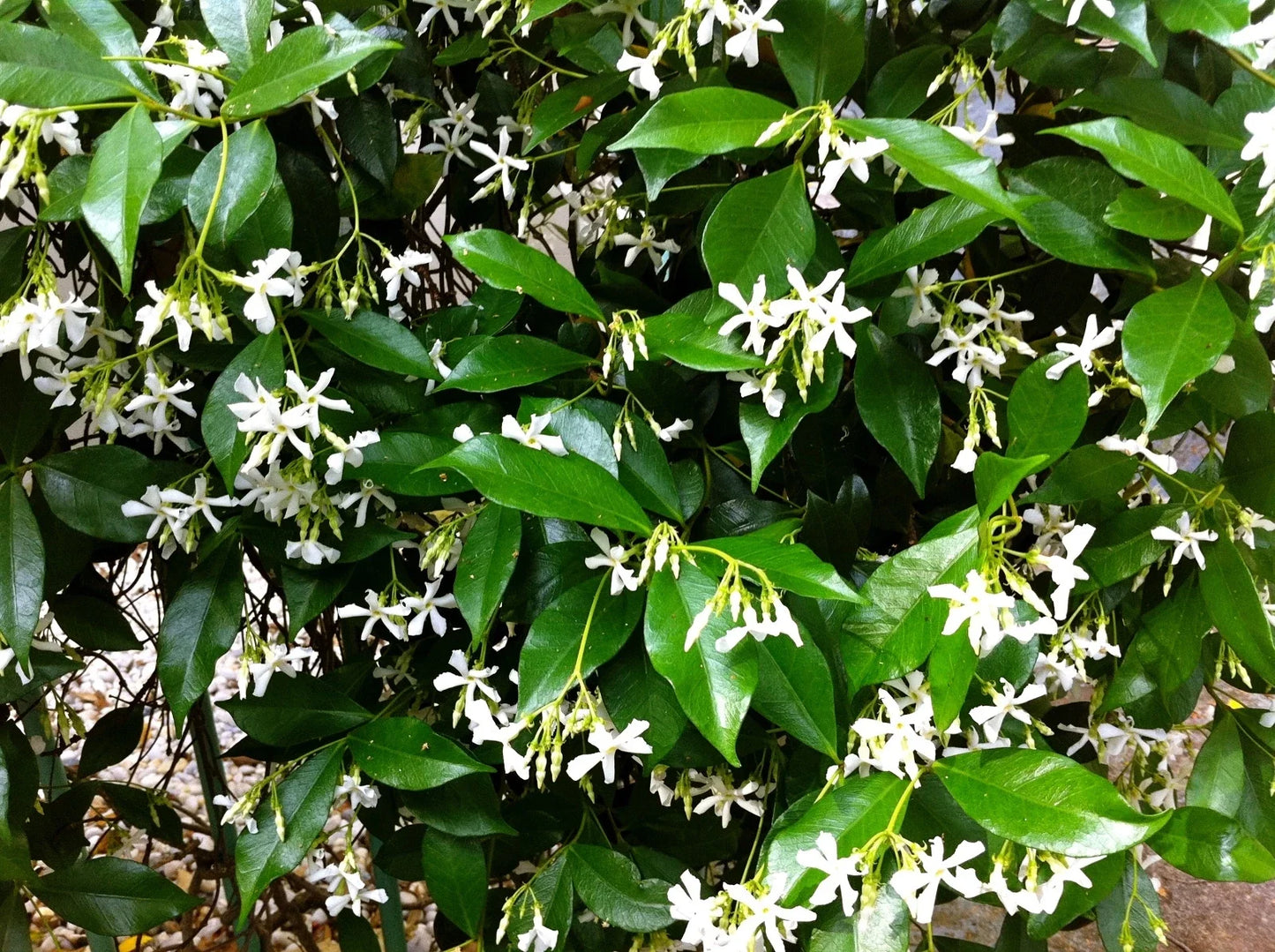 Organic Live Star Jasmine Cuttings - Trachelospermum jasminoides Climbing Vine for Garden & Indoor Use
